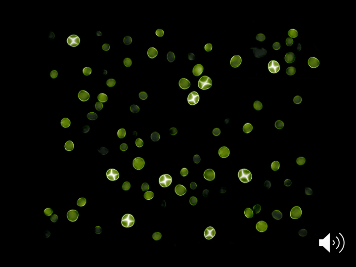 GREEN UNICORNS – BY THOMAS FEUERSTEIN
