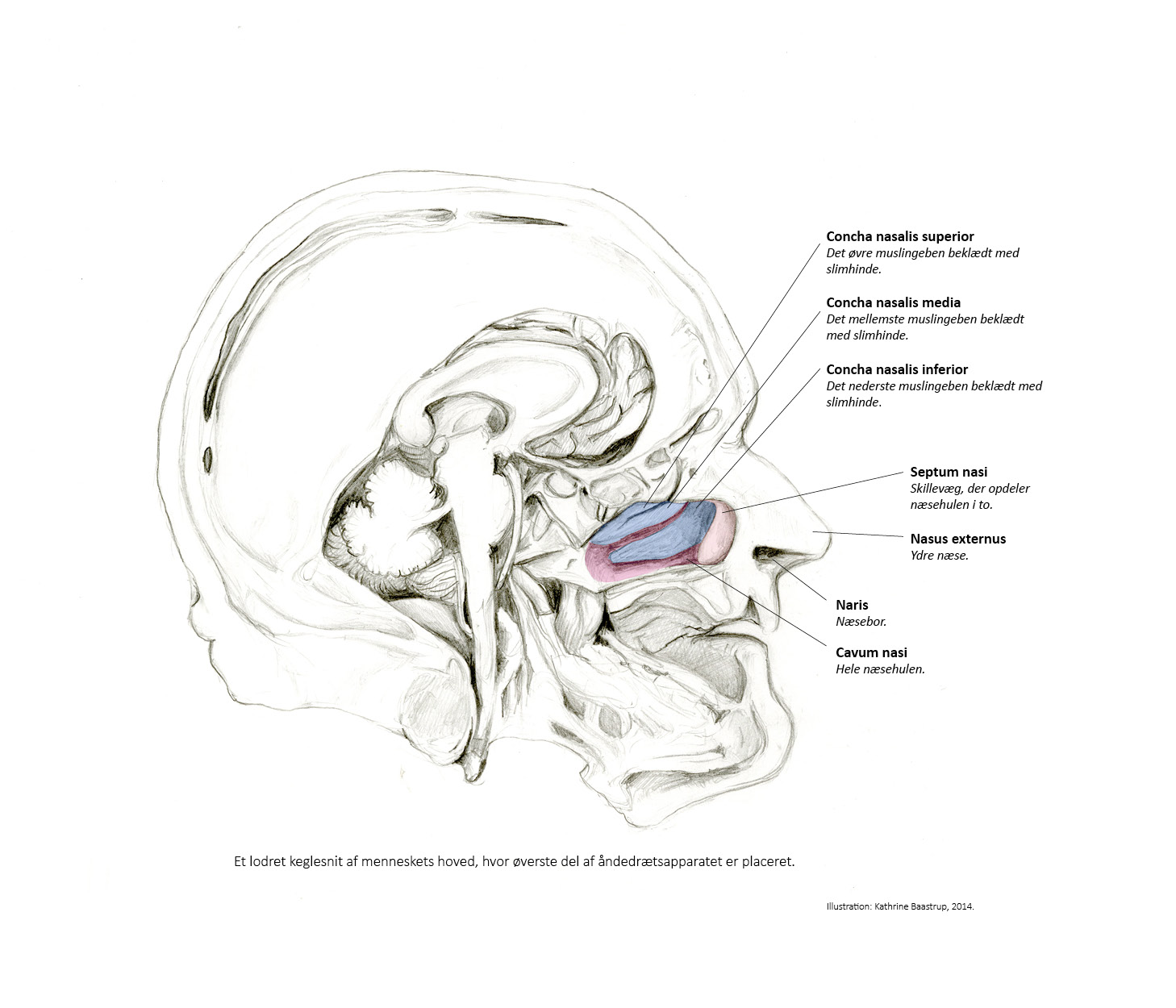 Metascent udstilling