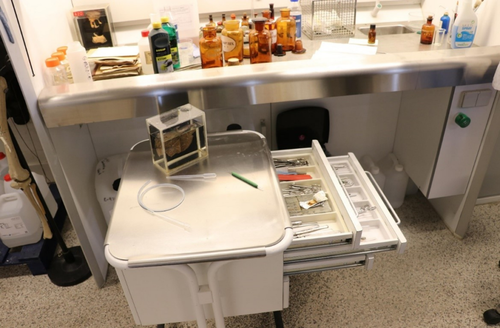 IMAGE from the conservation workshop at Medical Museion. Photo: Martin Grünfeld